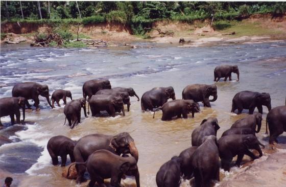 Bathing_Elephants-Pinnawala.jpg